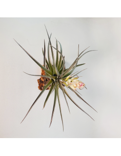 Tillandsia Houston Colossus   (Stricta x Recurvifolia) Ecoterrazas 2