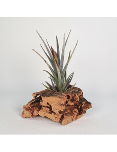 Tillandsia Mystic Burgundy Ecoterrazas
