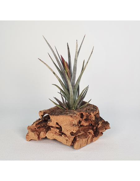 Tillandsia Mystic Burgundy Ecoterrazas