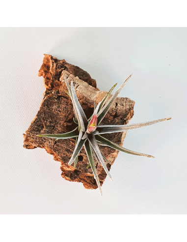 Tillandsia Mystic Burgundy Ecoterrazas