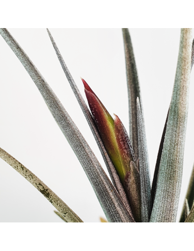 Tillandsia Mystic Burgundy Ecoterrazas