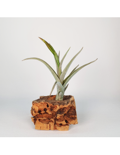 Tillandsia Mystic Trumpet Ecoterrazas