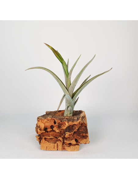 Tillandsia Mystic Trumpet Ecoterrazas