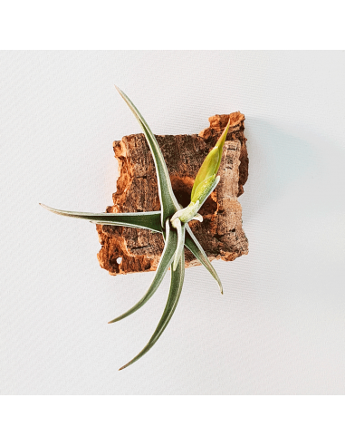 Tillandsia Mystic Trumpet Ecoterrazas