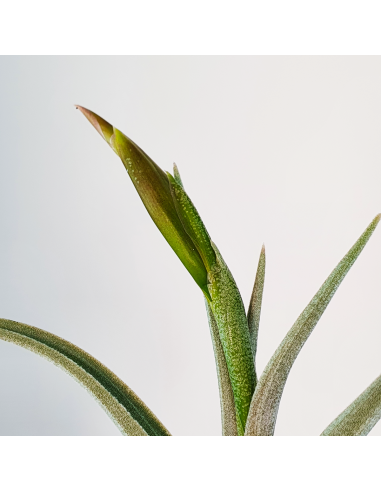 Tillandsia Mystic Trumpet Ecoterrazas