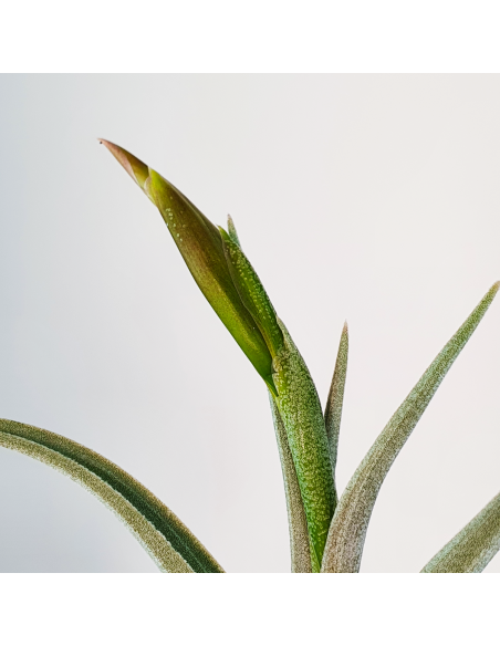 Tillandsia Mystic Trumpet Ecoterrazas