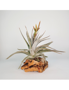 Tillandsia White Star Ecoterrazas