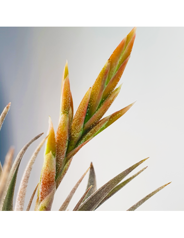 Tillandsia White Star Ecoterrazas