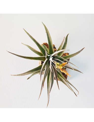 Tillandsia White Star Ecoterrazas