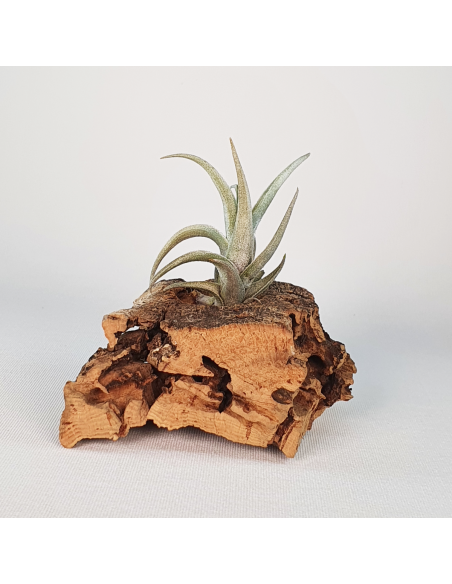 Tillandsia Xiphioides Enano Ecoterrazas