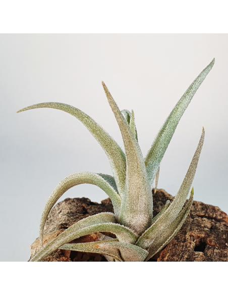 Tillandsia Xiphioides Enano Ecoterrazas
