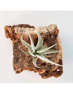 Tillandsia Xiphioides Enano Ecoterrazas 2