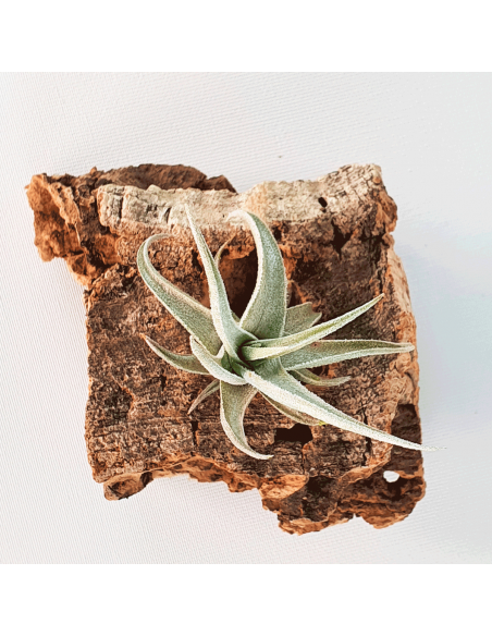 Tillandsia Xiphioides Enano Ecoterrazas