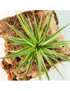 Tillandsia Tenuifolia Vaginata Ecoterrazas 2
