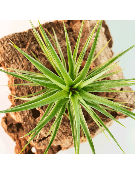 Tillandsia Tenuifolia Vaginata Ecoterrazas