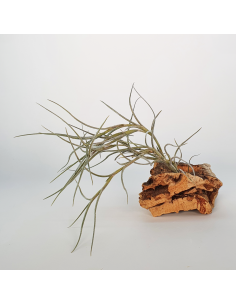 Tillandsia Holm´s Bluebeard Ecoterrazas