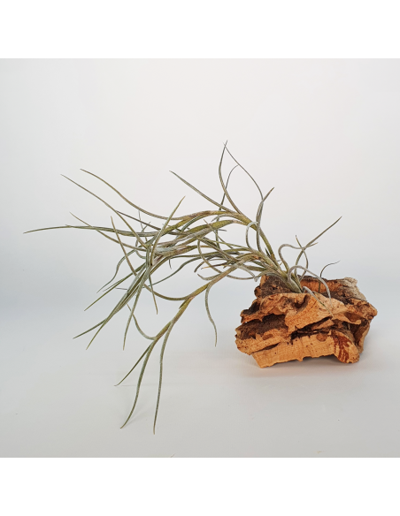 Tillandsia Holm´s Bluebeard Ecoterrazas