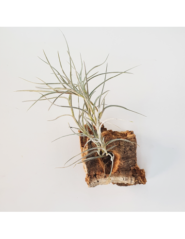 Tillandsia Holm´s Bluebeard Ecoterrazas