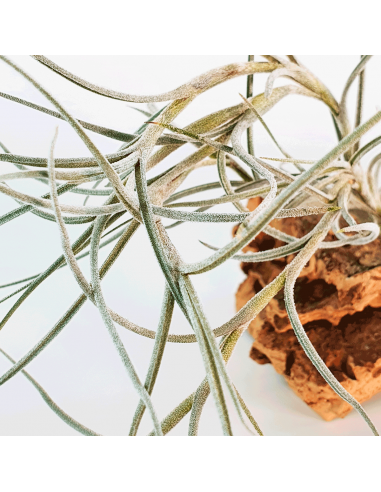 Tillandsia Holm´s Bluebeard Ecoterrazas