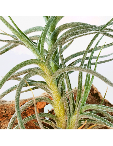 Tillandsia Holm´s Millefleur Ecoterrazas