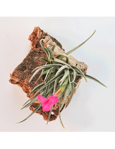Tillandsia Albertiana x Argentina Ecoterrazas 2