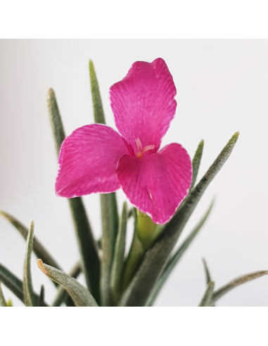 Tillandsia Albertiana x Argentina Ecoterrazas