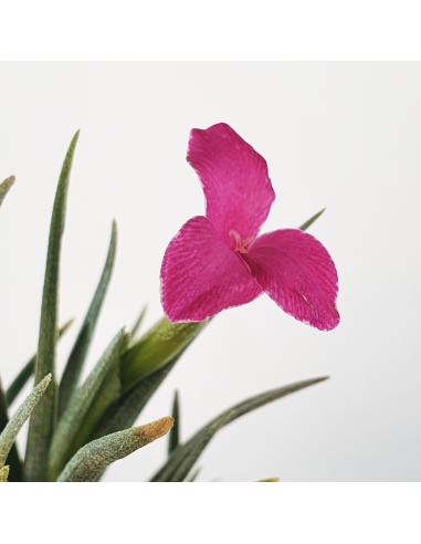 Tillandsia Albertiana x Argentina Ecoterrazas