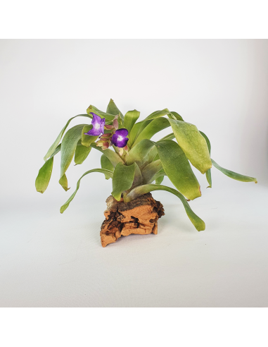 Tillandsia Hamaleana Ecoterrazas