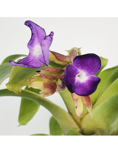 Tillandsia Hamaleana Ecoterrazas