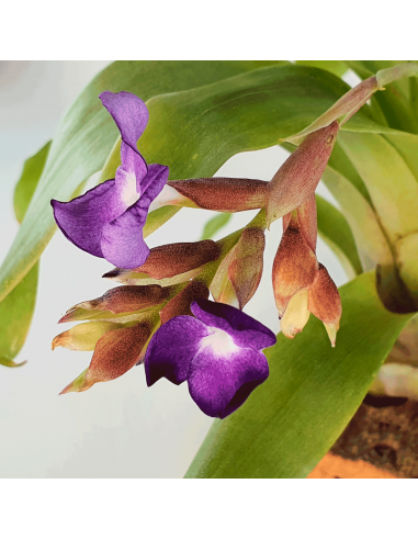 Tillandsia Hamaleana Ecoterrazas