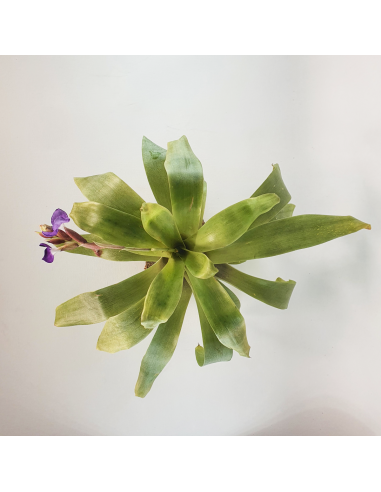 Tillandsia Hamaleana Ecoterrazas