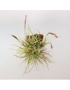 Tillandsia Recurvata x Streptocarpa Clump Ecoterrazas 2