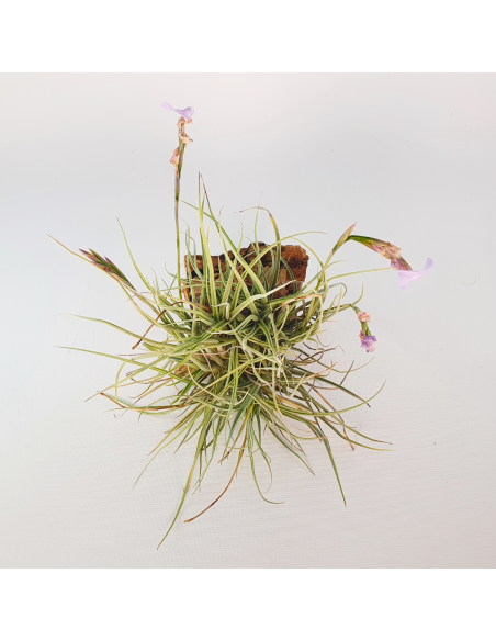 Tillandsia Recurvata x Streptocarpa Clump Ecoterrazas