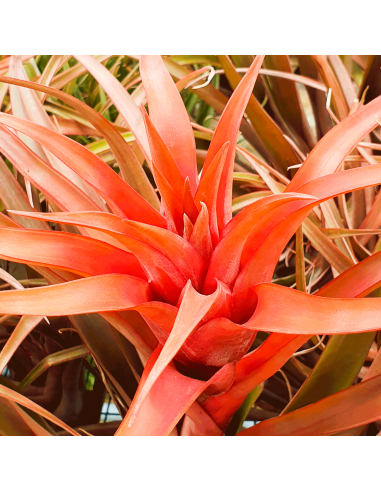 Tillandsia Capitata Red Star Ecoterrazas