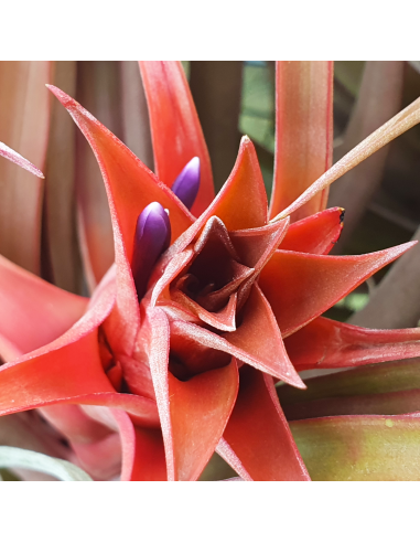 Tillandsia Capitata Red Star Ecoterrazas