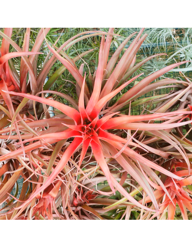 Tillandsia Capitata Red Star Ecoterrazas