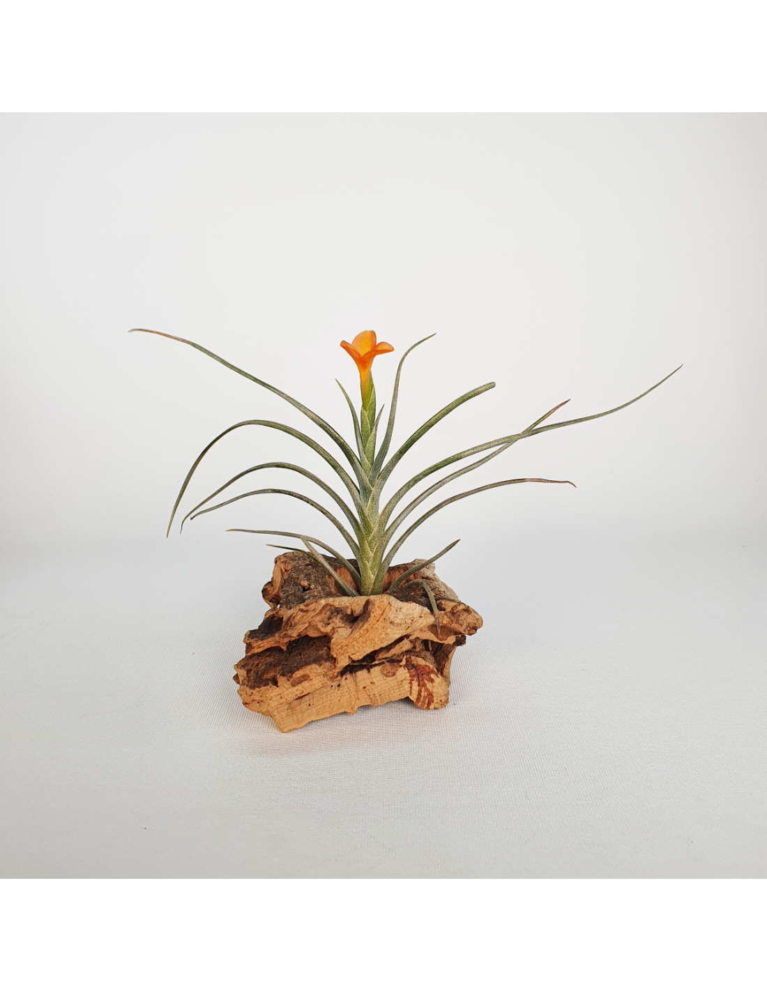 Tillandsia crocata orange