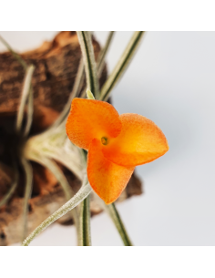 Holm's Sunset Tillandsia Ecoterrazas 2
