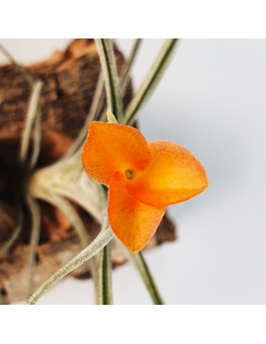 Tillandsia Holm's Sunset Ecoterrazas