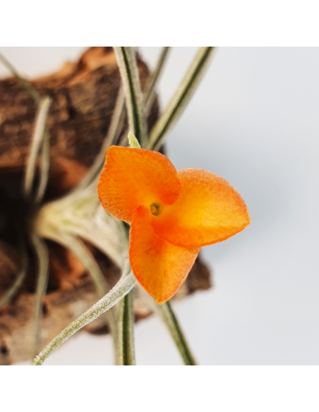Holm's Sunset Tillandsia Ecoterrazas