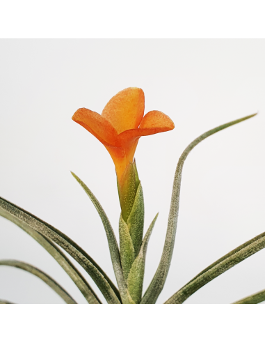 Tillandsia Holm's Sunset Ecoterrazas