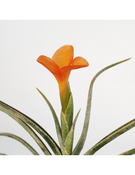 Holm's Sunset Tillandsia Ecoterrazas