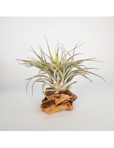 Tillandsia Mathudae Ecoterrazas