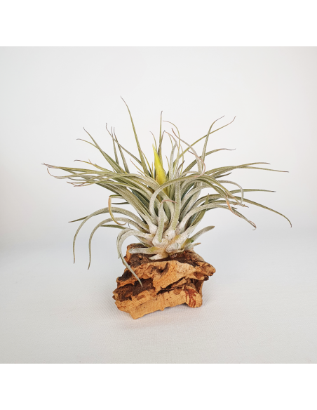 Tillandsia Mathudae Ecoterrazas