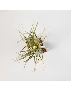 Tillandsia Mathudae Ecoterrazas 2