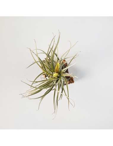 Tillandsia Mathudae Ecoterrazas