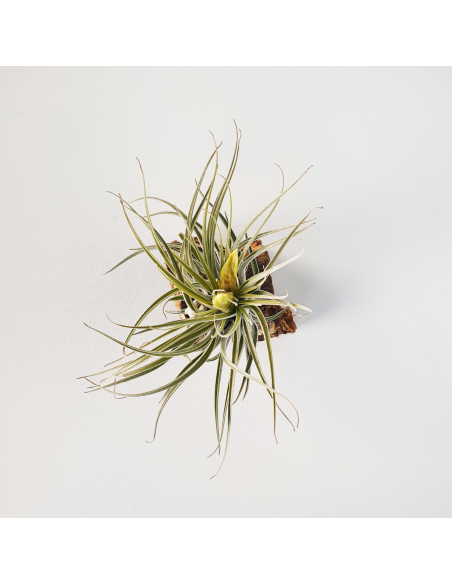 Tillandsia Mathudae Ecoterrazas