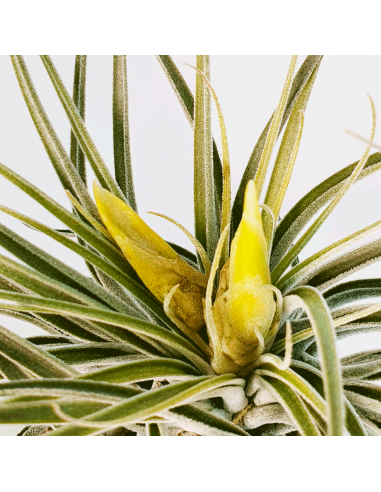 Tillandsia Mathudae Ecoterrazas
