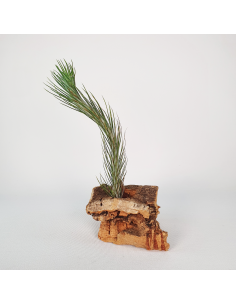 Tillandsia Funckiana Tipo 1 Ecoterrazas