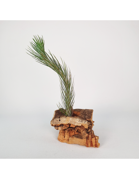 Tillandsia Funckiana Tipo 1 Ecoterrazas